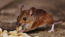 24 Hour & Emergency Exterminators in Somerset, CO